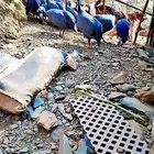 للبيع 20 حبة حجل جاهزة للإنتاج حجل نظيف جدا وخالي من ال