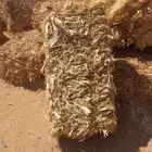 ذرة شاميه شد جندير تبوك