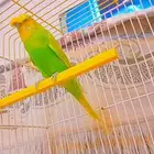 طيور الجنه باجي كرست ذكر ناذر على البيع