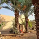 يوجد لدينا نخل عربي وشنطني