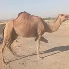 بكرتين للبيع