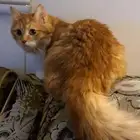 قطة للتبني