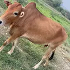 بقره بلدي