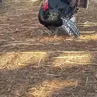 دجاج رومي ثنتين