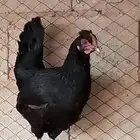 دجاجه رقاده وبياضه وحمام جوز وحمامه لحاله حب رمان مطربش