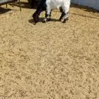 جفره ذبيحه كبيره