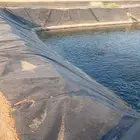 سمك بلطي حي طازج من المزرعة إلى بابك