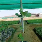 شتلات تين مديني