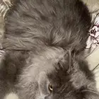 قطه انثى للتبني