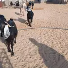 معزاء للبيع