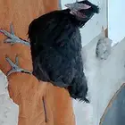 دجاج تركي بياض شرط صحه