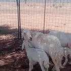 نعجه حريه طيبه معها رخل