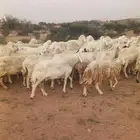 غنم للبيع حريات مقنوي حرش