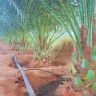 نخل وجثايث للبيع شيء طيب وجميع الاحجام والمقاسات موجوده