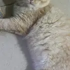 قط للتبني لعوب ومتعلم عل لتربوكس