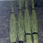 مرخ طازج للبيع