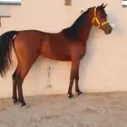 حصان واهو طيب
