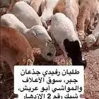 كباشه اضاحي