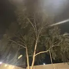 قص أشجار امام المنازل بسعر مناسب
