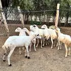 للبيع ضأن بلدي