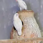 روز البينو عيون حمر