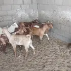 تيوس