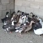 بط شرشيري وبكيني
