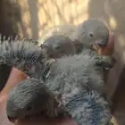 متوفر حبتين روز تربيه