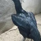 دجاجة الماني