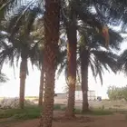 توريد وزراعه جميع انواع النخيل
