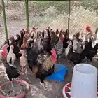 دجاج بلدي بياض عمر سنة