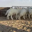 خرفان حريه عمر من ثلاث شهور ونص الي اربعه ونص