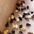 للبيع صوص دجاج بلدي