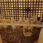 مطلوب حوش داخل مزرعه او شبك دواجن