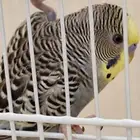 بادجي للبيع