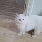 قطة للتبني مستعجل