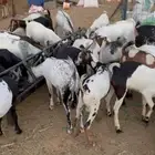 عرض مواشي