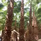 نخيل واشنطونيا زينه