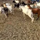 تيوس حبشية جذعان مرابي اربعه أشهر فل شحم