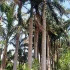 نخل ملوكي ونخل عربي ونخل واشنطني في جده جميع المقاسات متوفره