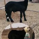مشروع فحل نجدي ادغم