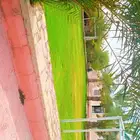 استراحة للايجار