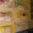 دجاج بياضي بطاريات حي