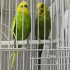 زوج بادجي