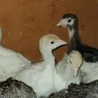 صوص رومي سوبر جامبو