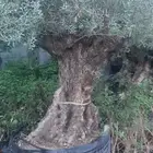 اشجار زيتون معمر ديكور لاندسكيب