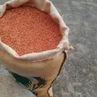 ذره حب جيزانيه حمراء بلدي