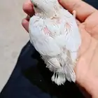 فرخ روز البينو