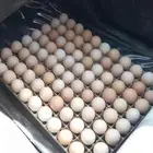 للبيع بيض مخصب براهما كولومبي كونك