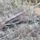 جذوع أثل للأعمال التراثية...